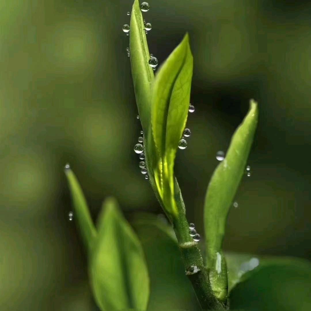 一片叶子紫福春