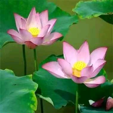 小风扇