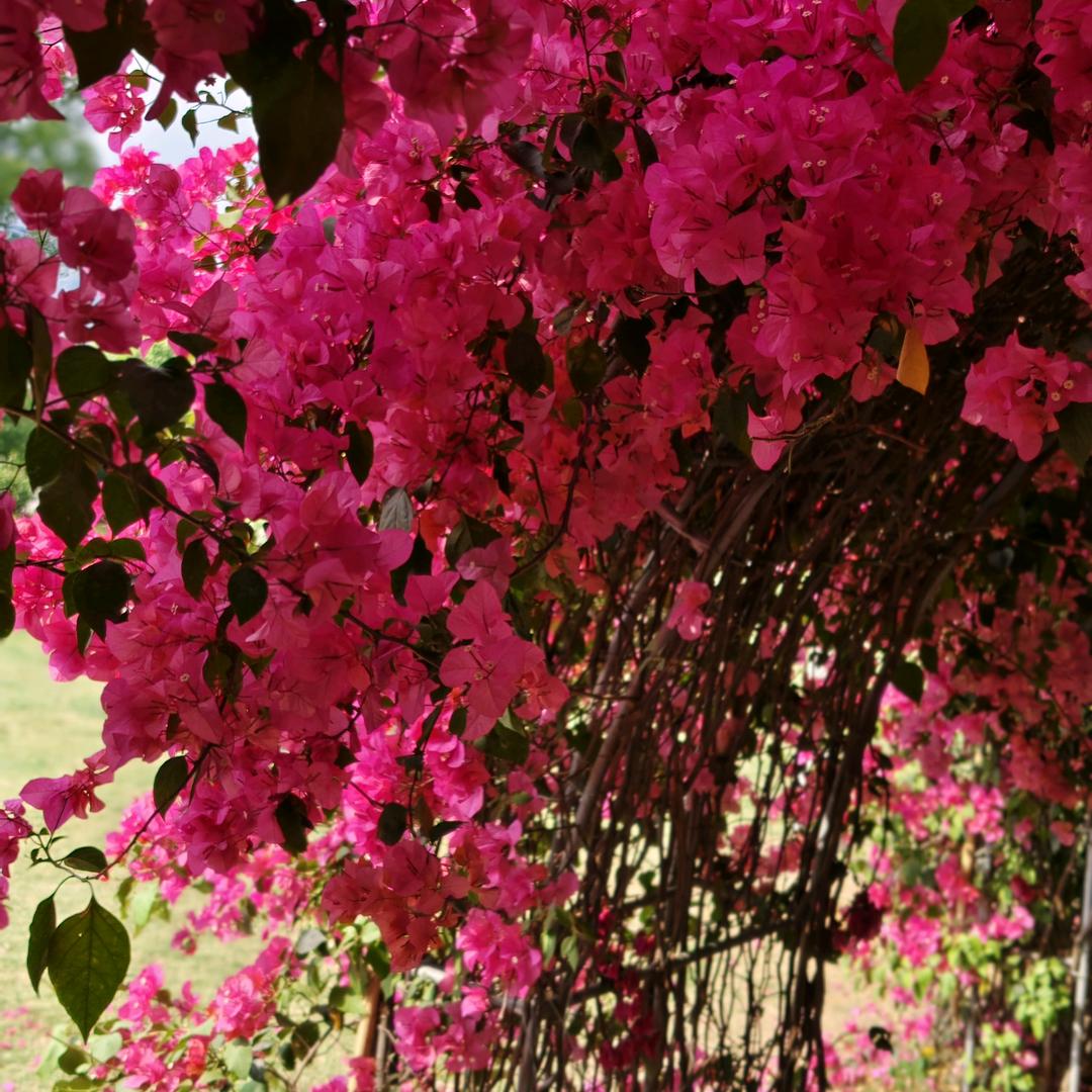 阳光灿烂的日子2025