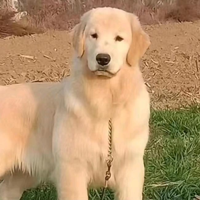 颜氏犬业(家庭农场)