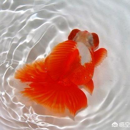 千山雪金鱼发烧友