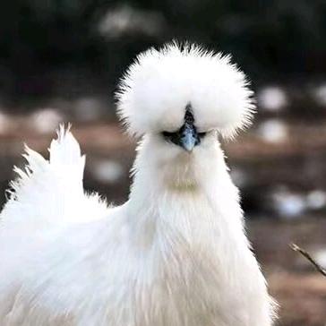 小玲泰和乌鸡养殖