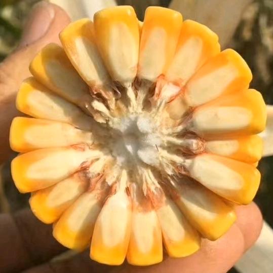 迪卡授权品牌店