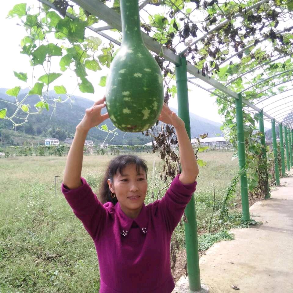 大洋葱    14：30一起来看流星雨