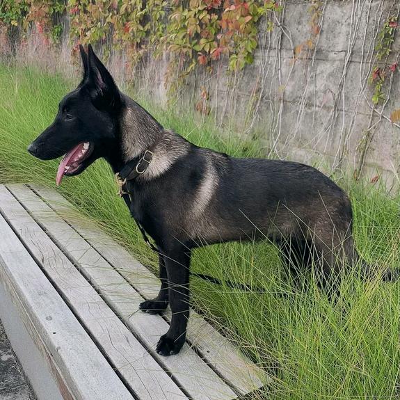 赤血龙鏻犬业