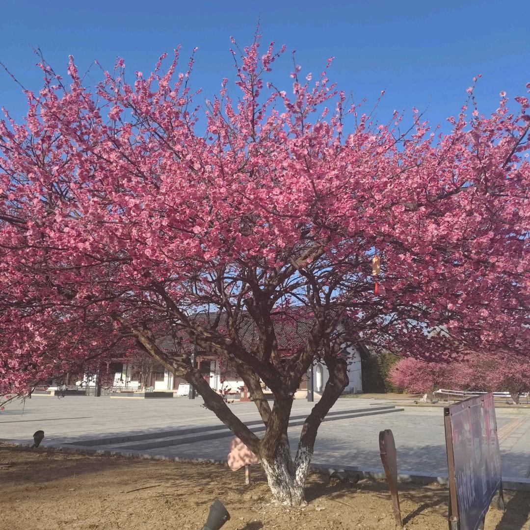 云姐🍎🍎🌺🌺🌷🌷