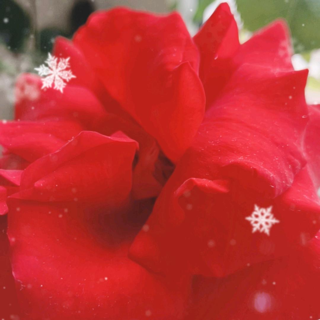 开开心心过好每一天🌹️🌹️🌹️