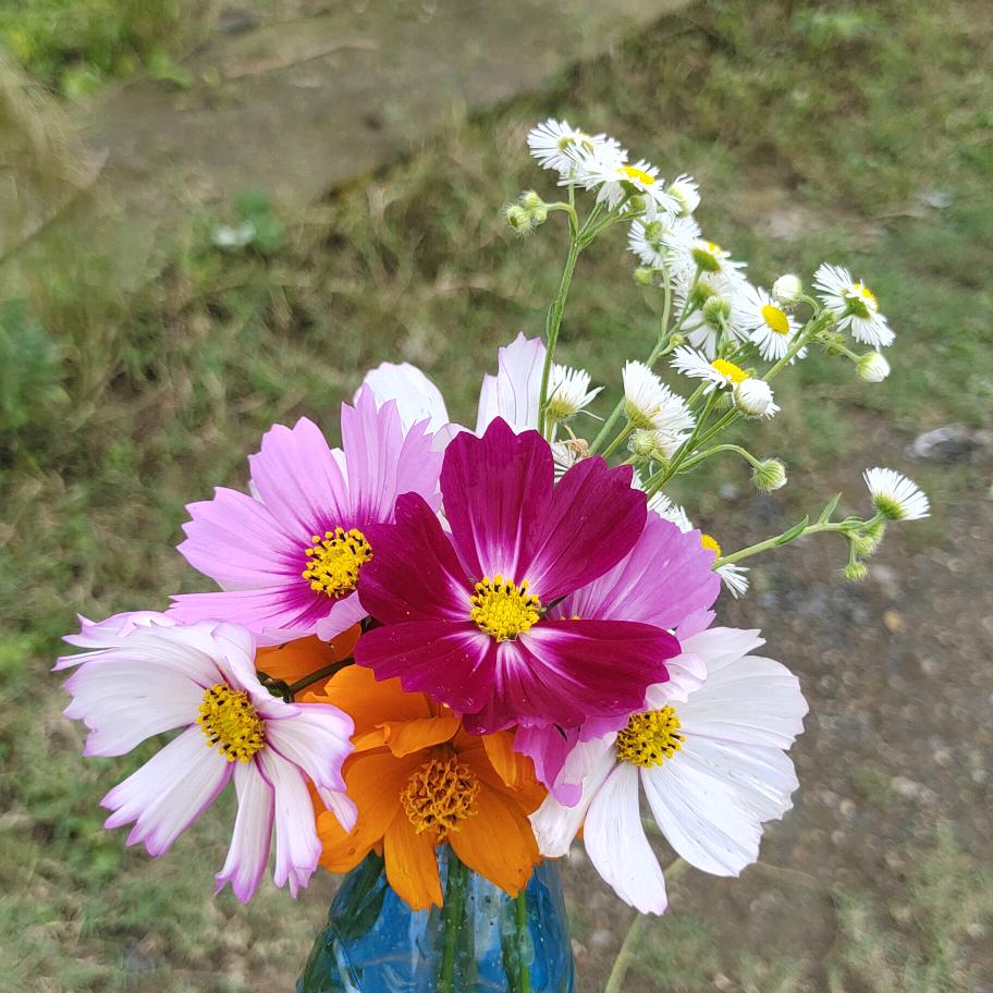 紫金花