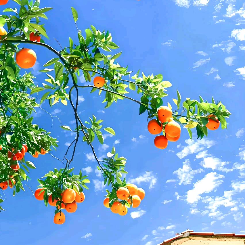 超甜橘子🍊