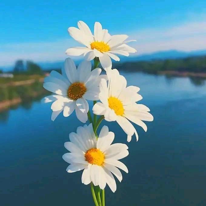 洪🌻