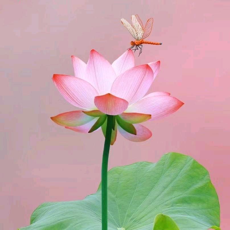 欣欣嫲嫲（好物推荐）