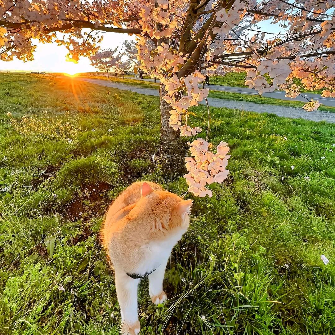 风祥