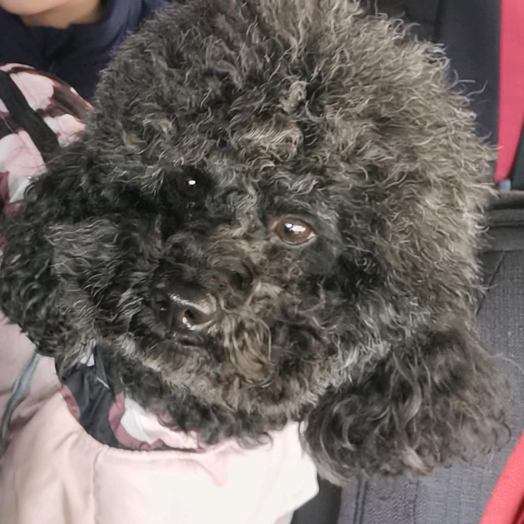 黑泰迪.嘟嘟