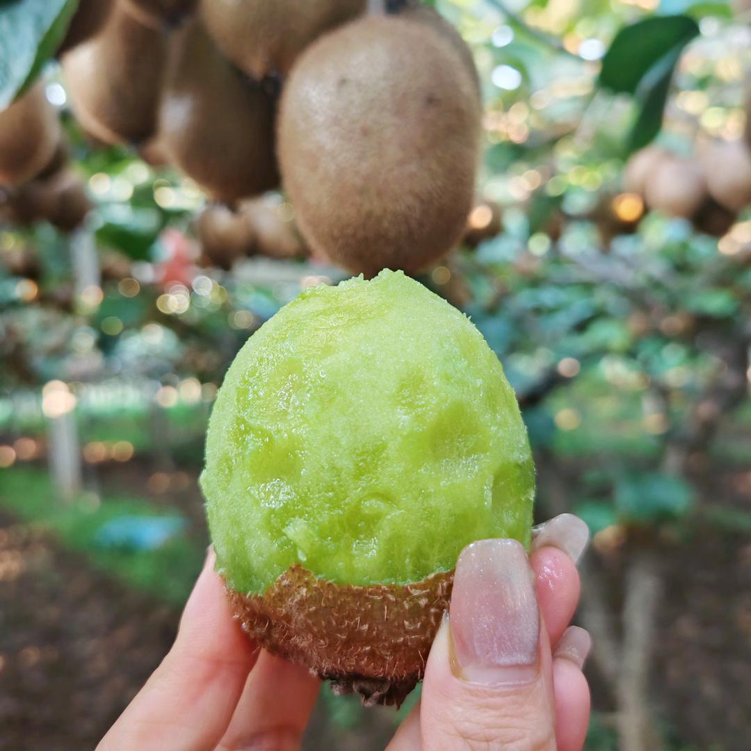 眉县自家猕猴桃园