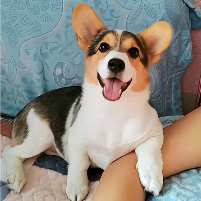 嘟嘟🐶成长记