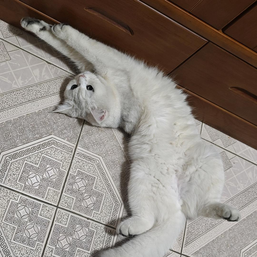 是笨猫