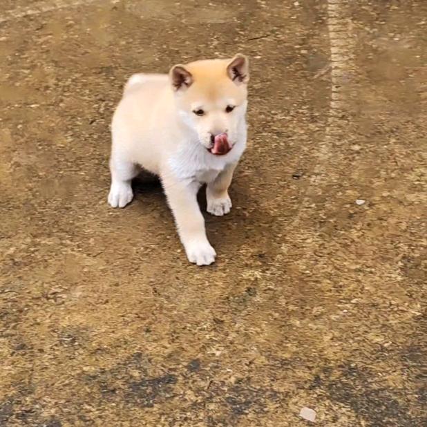 广西田园土猎🐕