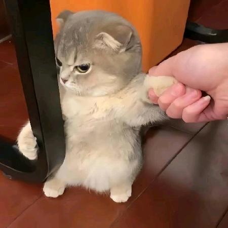 Dream.龙猫