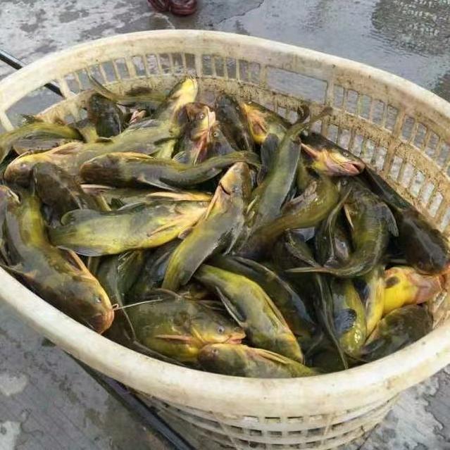 龙威水产🐟