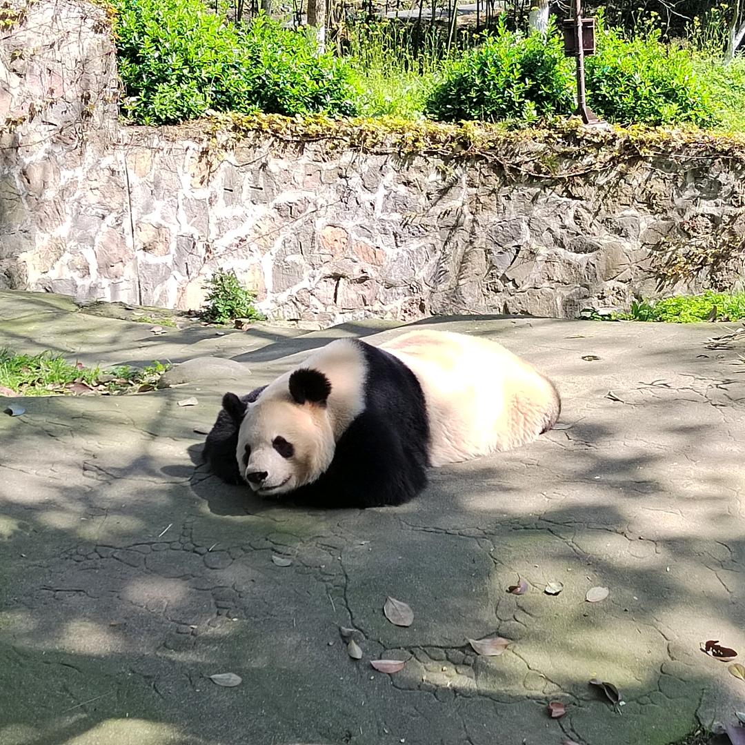 杨杨扬