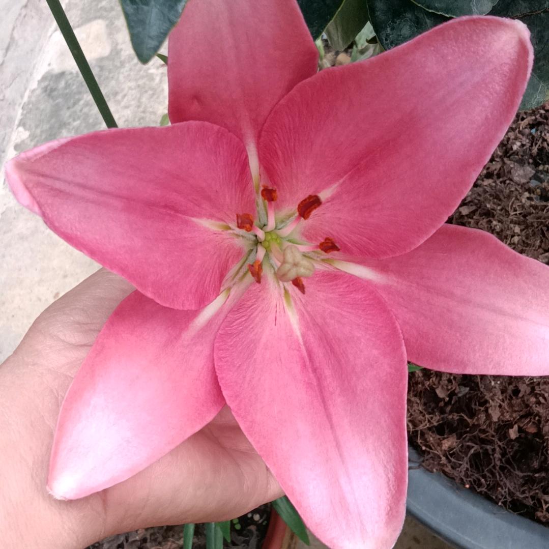 永远幸福心连心