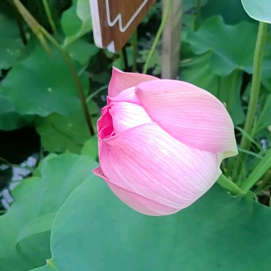 一生平安