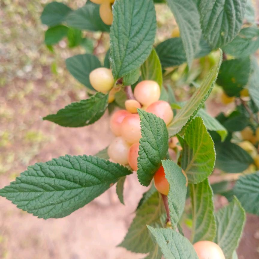 每天都是好心情191919