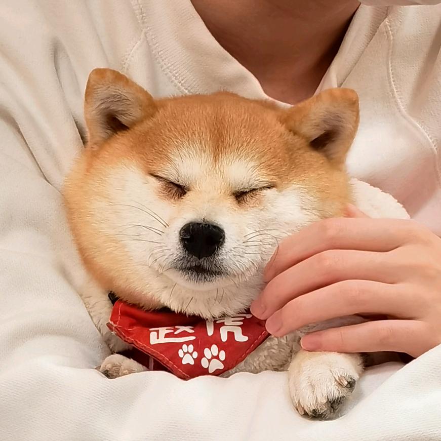 派特旺柴犬豆柴