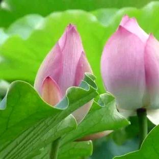 八哥，谁明浪子心