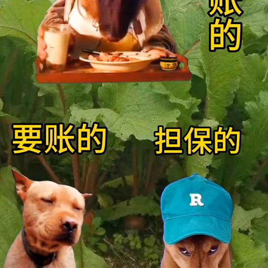 松鼠王DY