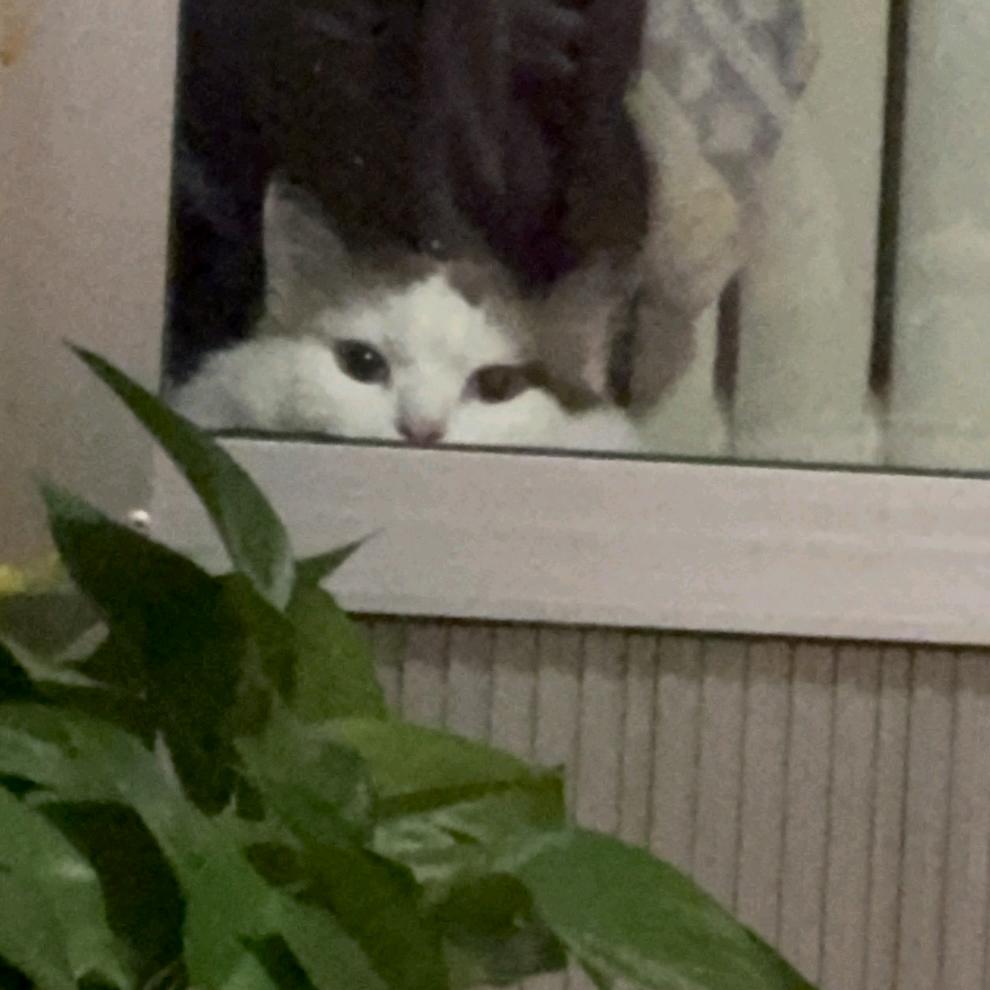 小王才露煎煎饺