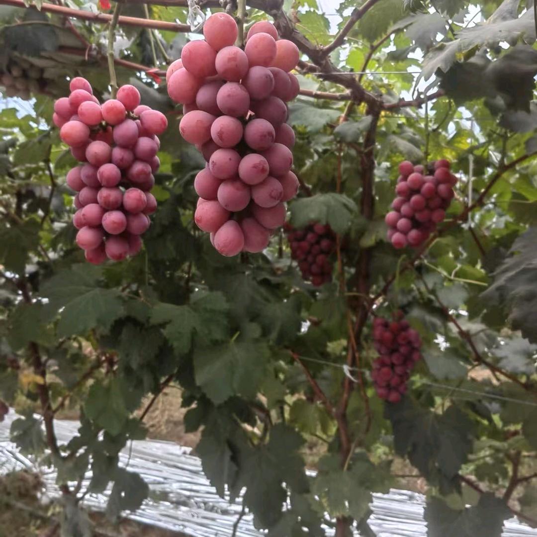 辽南明珠鲜果