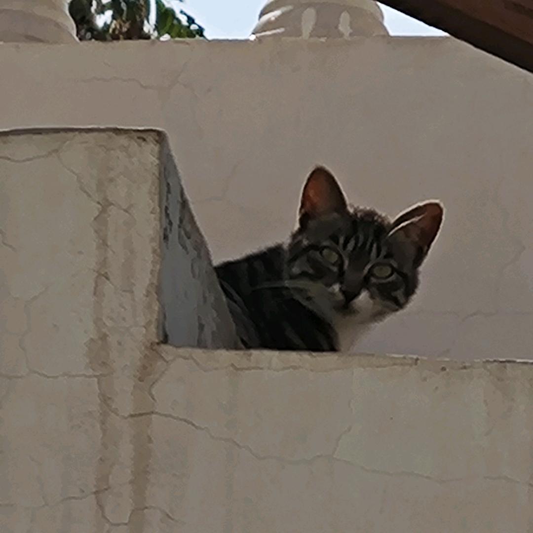 小猫ks