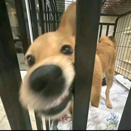 🦴