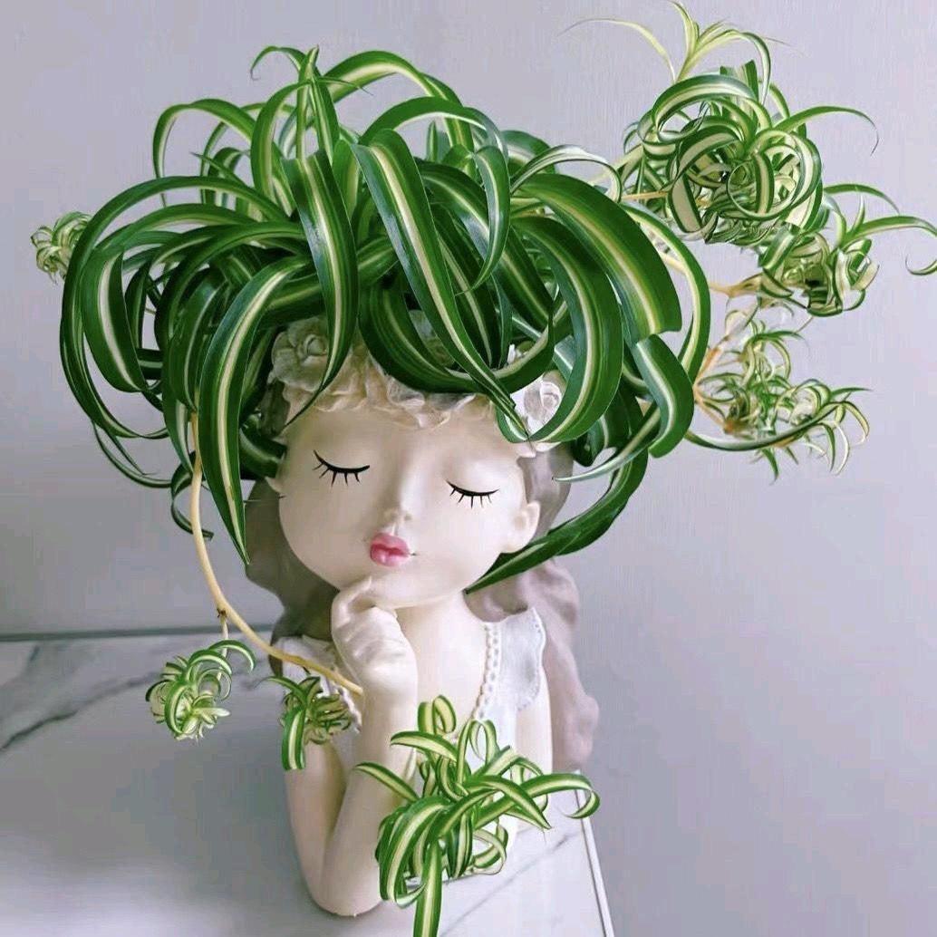 千花阁绿植