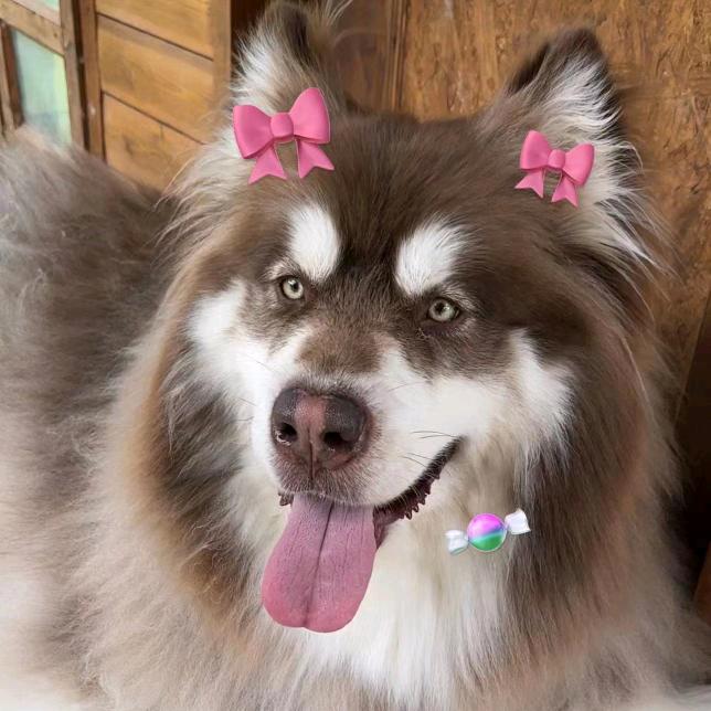 丽江·花篱涵居民宿【120斤的辛巴】