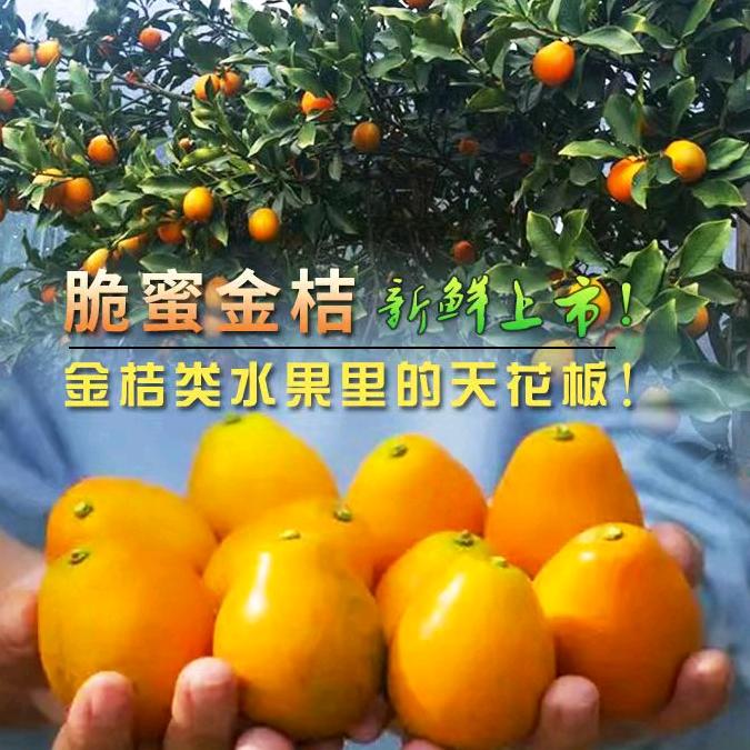 华南鲜果种植合作社