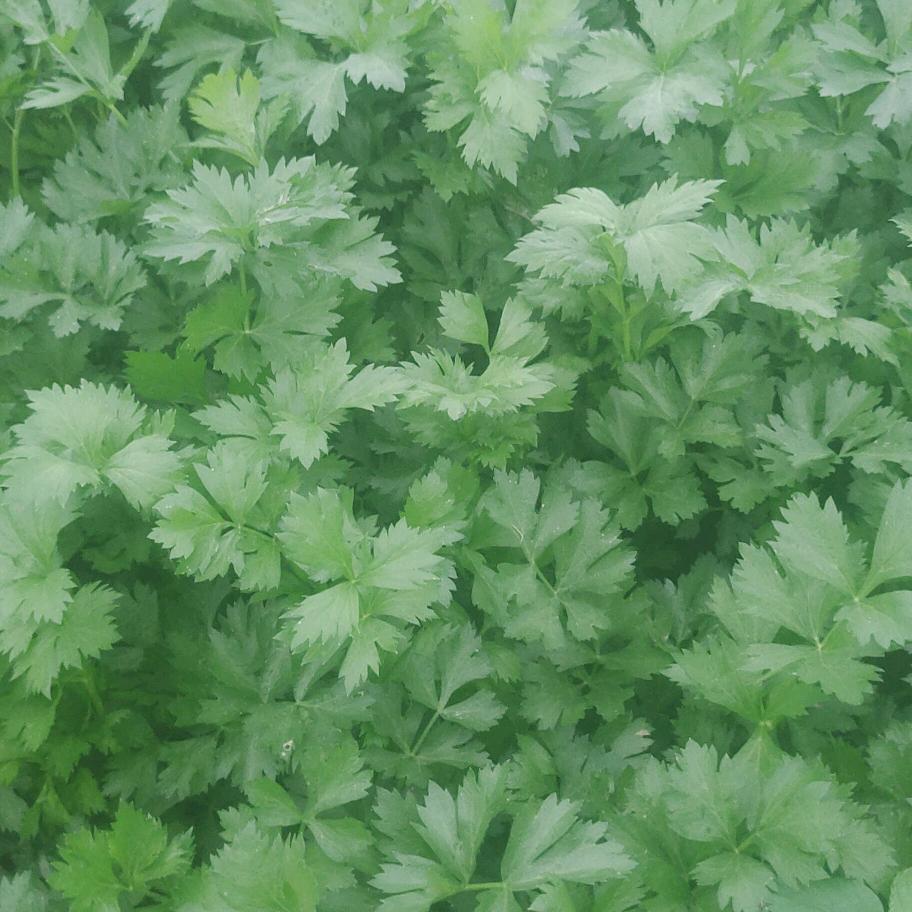 刘记旋转小火锅刘冬冬