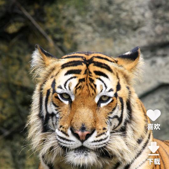 ☘你是我的唯一