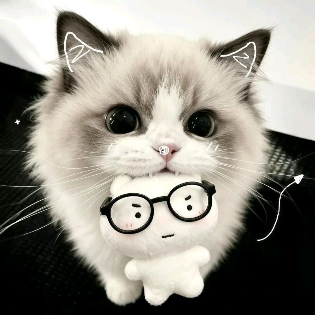 泥装梨猫头像