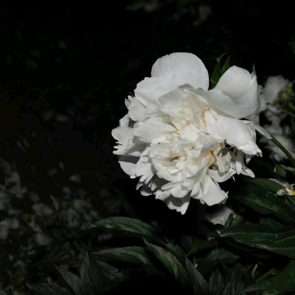 发现男友是侄男穿上女装跟他玩4i