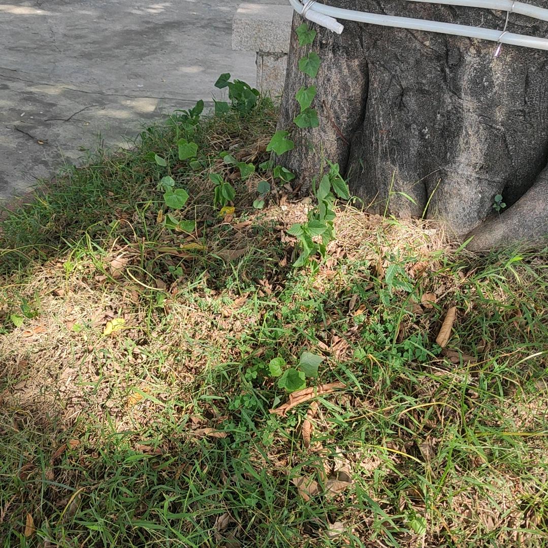 兴奋的人亻三