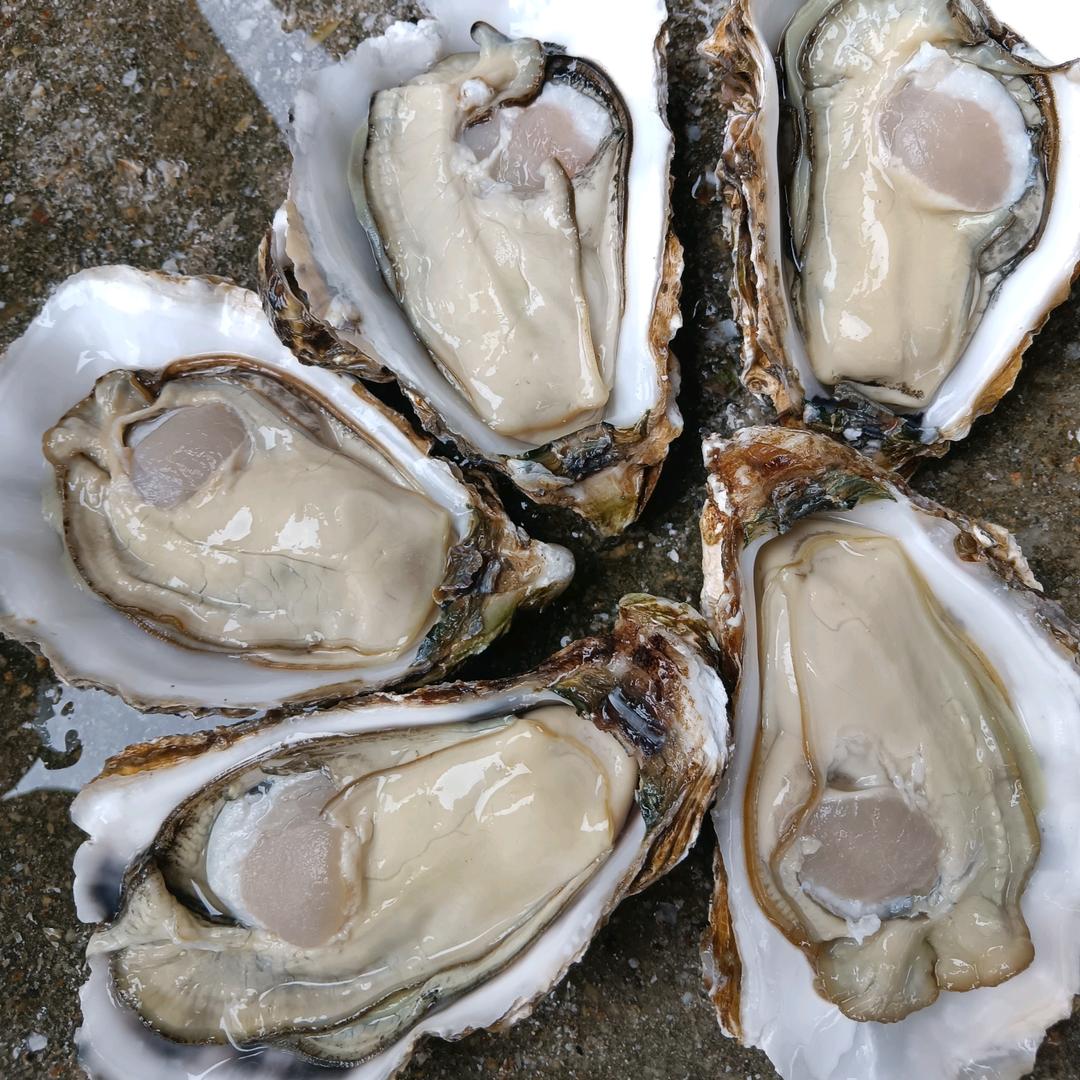 湛江批发生蚝小周