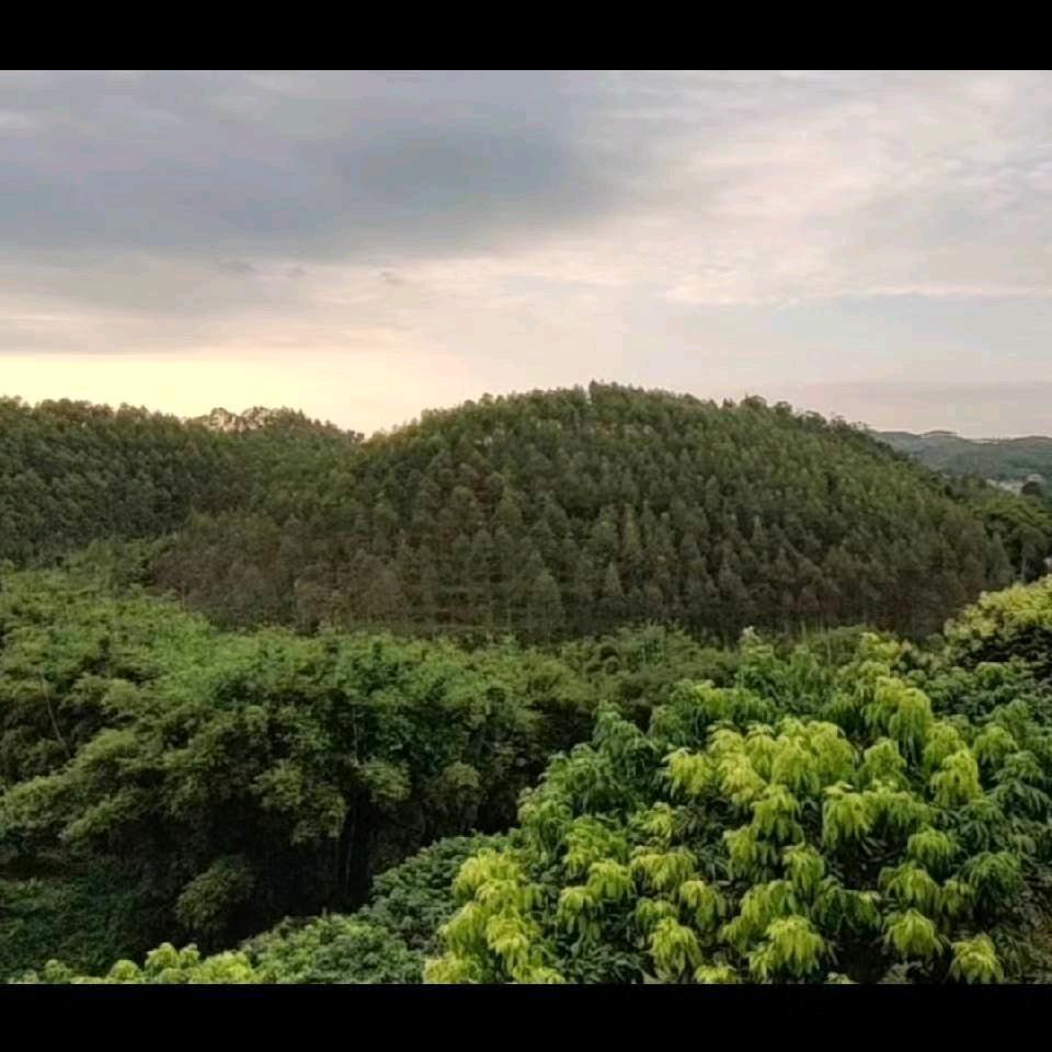 篮雷饲料