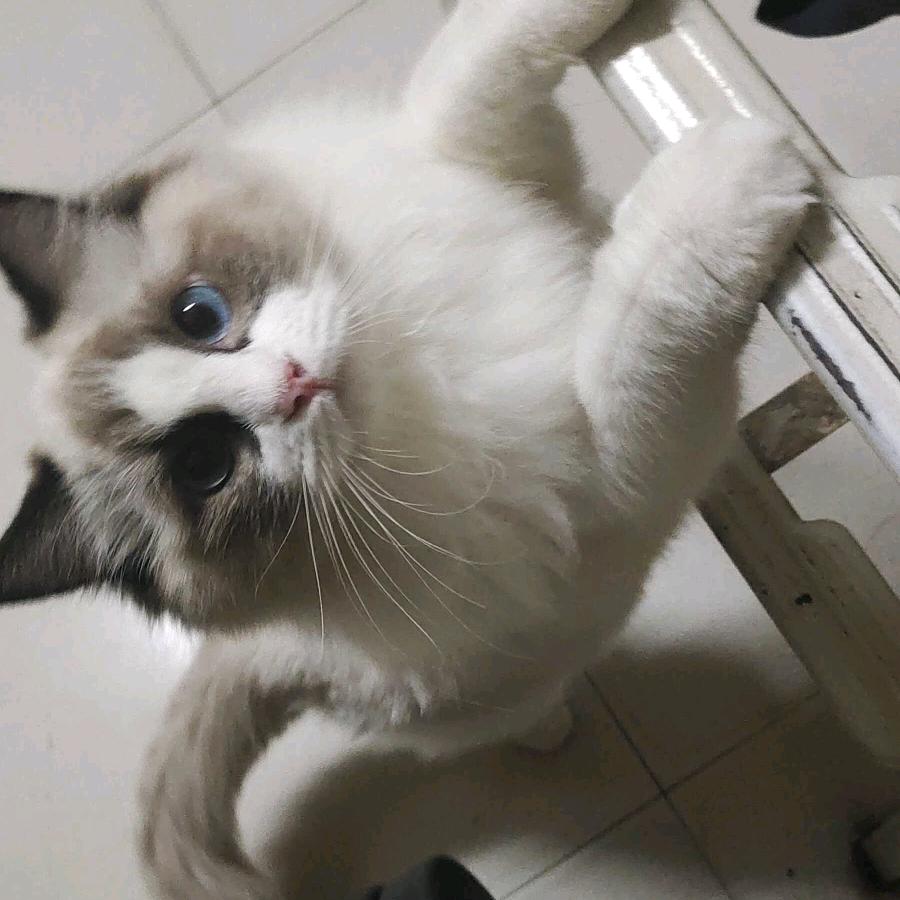 筱晨