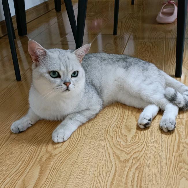 贝拉是只喵🐱