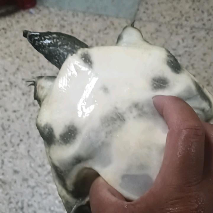 农村捕鱼，散养老鸭