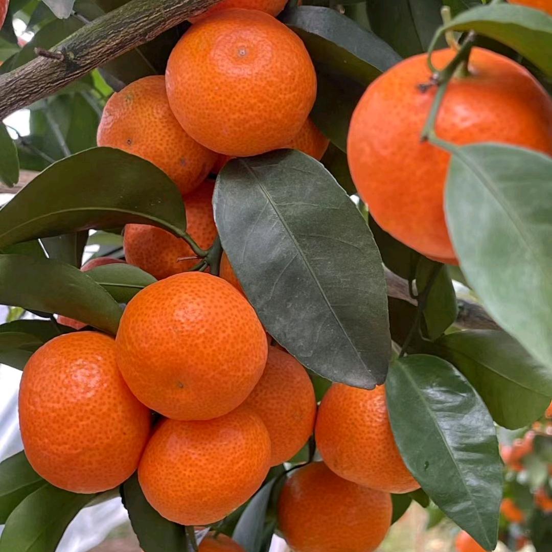 陈氏水果通产区