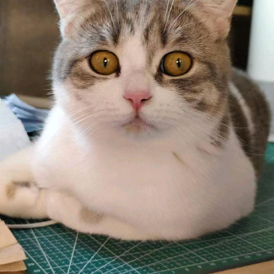 鸣鸣