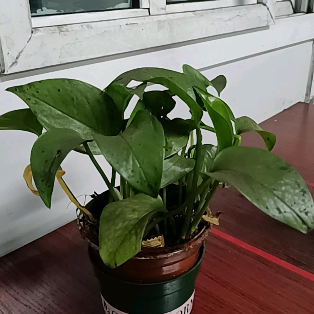 天津王浩